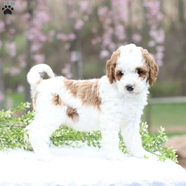 Carolina, Mini Goldendoodle Puppy